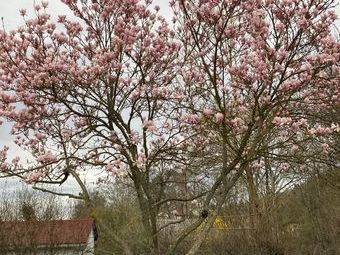 Die Magnolienbäume grüßen am Wegrand. Danke an Andrea und Christel für die abwechslungsreiche Tour durch Freiburgs Wald.