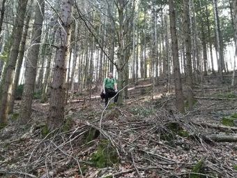 Einsam im Kirchzartener Wald