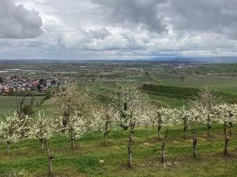 Kirschblüten mit Blick auf Königschaffhausen.