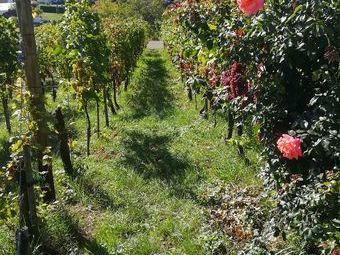 Viele Reben gab`s, aber auch schöne Rosen, die den Weinberg zieren.