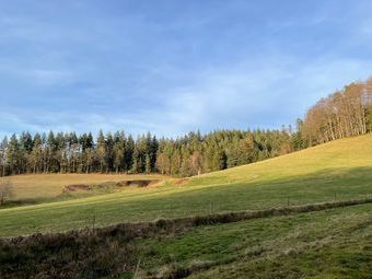 Schön von der Sonne angeleuchtet, der Brigittiwald.