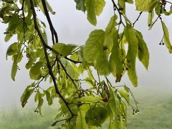 Die Linden warten mit der Blüte auf besseres Wetter