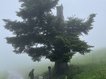 Bei der Wettertanne mit dem St. Wendelin - Bildstöckle