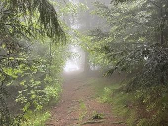 Etliche Wegabschnitte erschienen in einem mystischen Licht