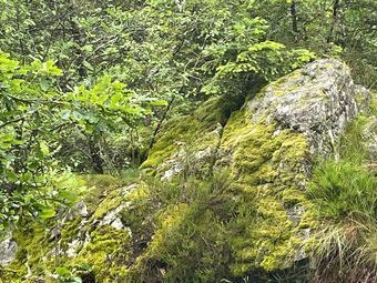 Ein Zauberwald mit Moosen, Felsen, Farne in allen Grün - Varianten