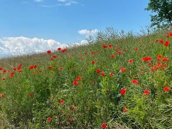 Roter Klatschmohn begleitet uns auf unserem Weg.