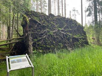 Nur in Naturschutzgebieten ist es möglich, da kaum menschliche Eingriffe passieren, dass wir die Wurzeln der Bäume auch mal von unten sehen.