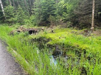 Überall ist das Moor präsent, deshalb immer auf den Wegen bleiben, allerdings versinken kann man in Hinterzarten nicht, höchstens versumpfen.