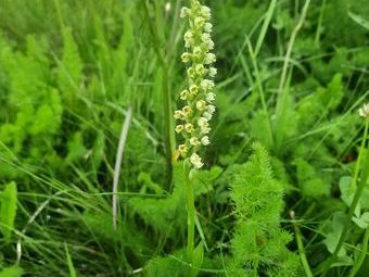 Eine Seltenheit ist der "Weisse Hoswurz Grübelesattel"  (Orchideneenart), von Wolf Dietrich entdeckt.