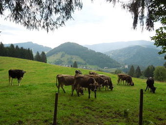 Anfäglich noch trübe, aber schon bald zogen dicke Wolken auf.