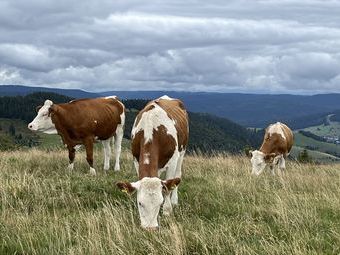 Rinder als Landschaftspfleger am Herzogenhorn