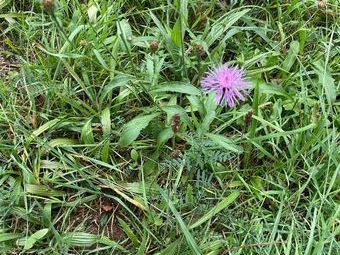 Kleiner Farbtupfer am Wegesrand die "Wiesen-Flockenblume"