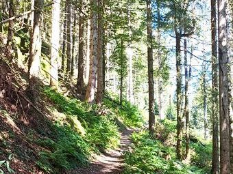 Wunderschöne schmale und wurzelige Wanderwege hinauf zum Rohrhardsberg, der mit 1152 m h höchsten Erhebung des mittleren Schwarzwalds