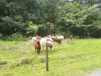 Einige interessierte Zuschauer auf unserem Weg.