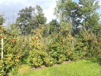 Nach Regen folgt Sonnenschein, was auch die Äpfel freut.