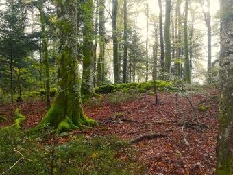 Durch die immerwährende Feuchtigkeit ein Haufen an Moos sowohl an Bäumen, als auch an Sträuchern und Steinen.