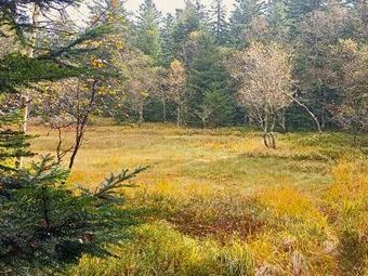 Wunderschöne Landschaften wie hier ein Hochmoor.