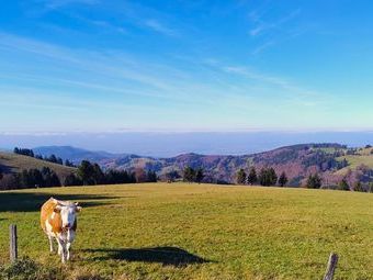 Ob das liebe Vieh diese Aussicht auch genießen kann?