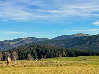 Kurz vor dem Ausgangspunkt "der Halde" der schöne Anblick des Feldbergs, Tote Mann und Stollenbach. Wir danken Christel für die schöne Panoramatour.